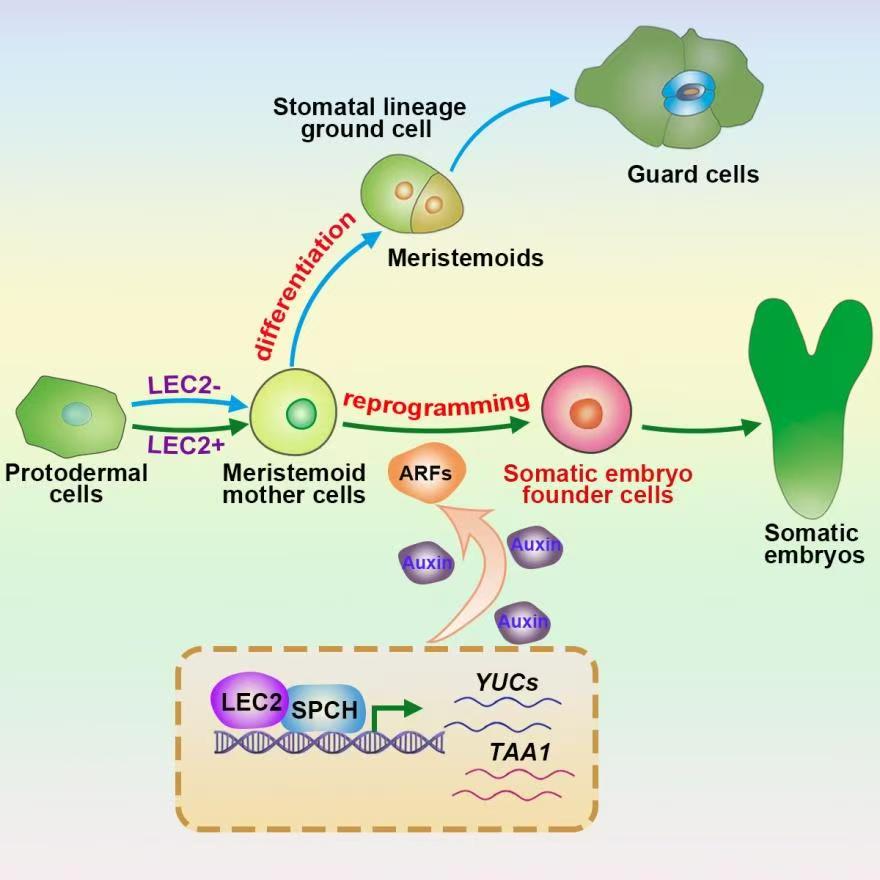 科研新突破！我國科學家破解植物細胞全能性世紀難題
