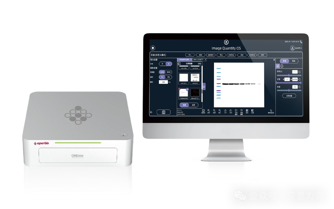 Western Blot 常用顯影方法原理與優劣勢對比