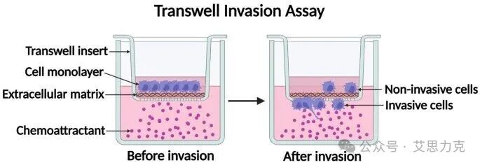 Transwell 實驗“三劍客”：共培養、遷移、侵襲，一文搞懂！