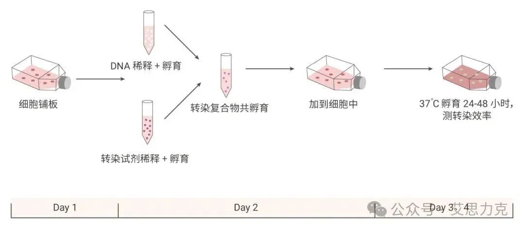 實驗干貨 | 雙熒光素酶報告基因實驗手冊